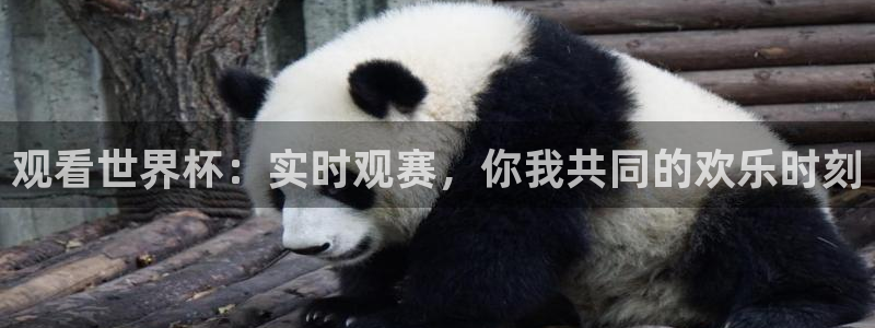 世界杯直播高清：观看世界杯：实时观赛，你我共同的欢乐时刻