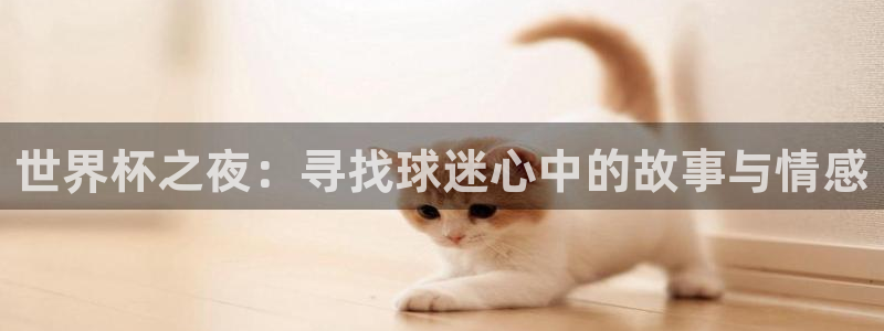 2026年世界杯直播平台：世界杯之夜：寻找球迷心中的故事与情感