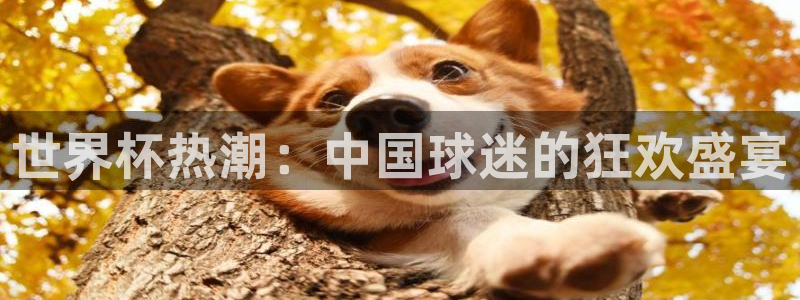 2026年世界杯时间表:世界杯热潮:中国球迷的狂欢盛宴