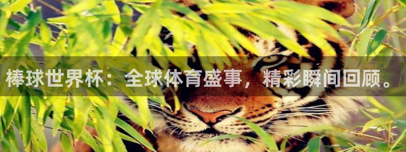 世界杯直播高清：棒球世界杯：全球体育盛事，精彩瞬间回顾。
